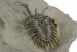 Spiny Trident Walliserops Trilobite - Top Quality Specimen #350528-5